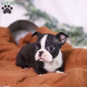 Fred (Tiny), Boston Terrier Puppy